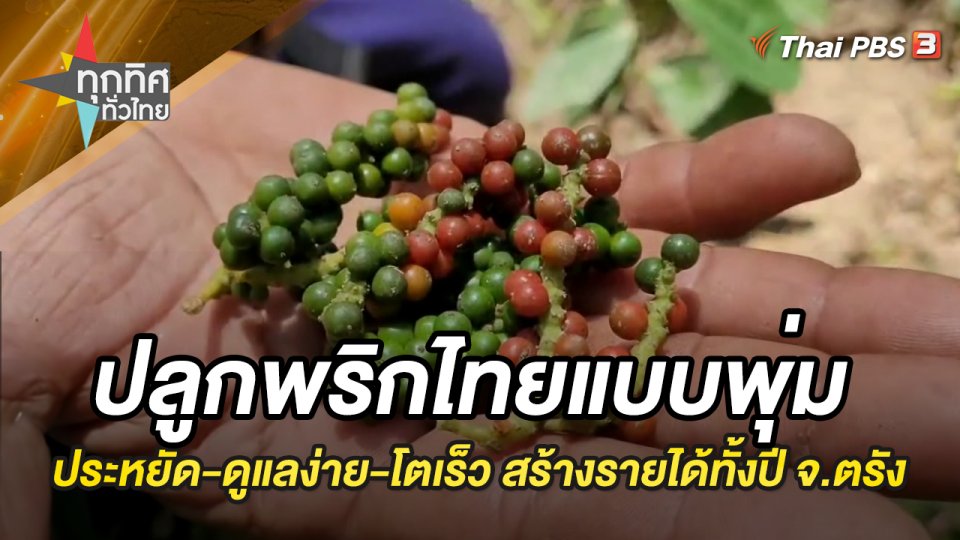 ปลูกพริกไทยแบบพุ่ม ประหยัด-ดูแลง่าย-โตเร็ว สร้างรายได้ทั้งปี จ.ตรัง