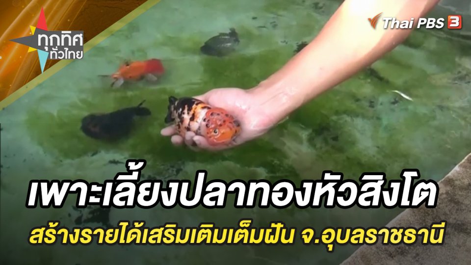 เพาะเลี้ยงปลาทองหัวสิงโต สร้างรายได้เสริมเติมเต็มความฝัน จ.อุบลราชธานี