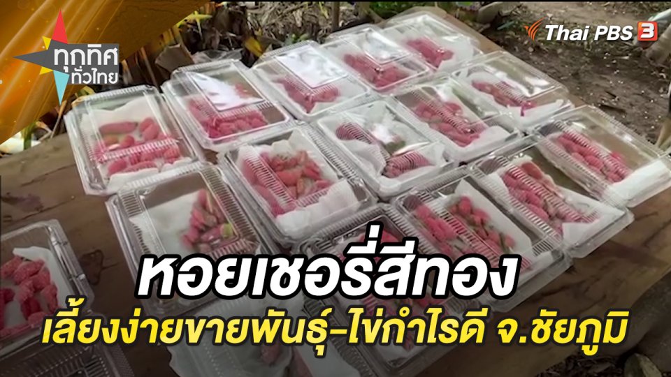 หอยเชอรี่สีทอง เลี้ยงง่ายขายพันธุ์-ไข่กำไรดี จ.ชัยภูมิ