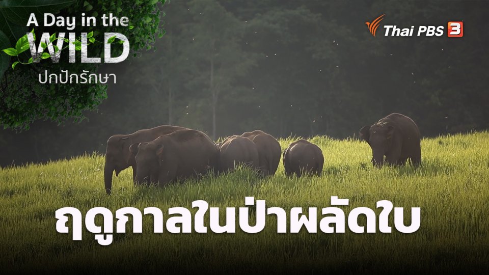 ฤดูกาลในป่าผลัดใบ