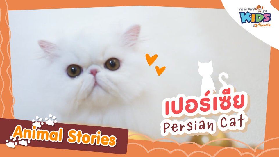 เปอร์เซีย (Persian Cat)