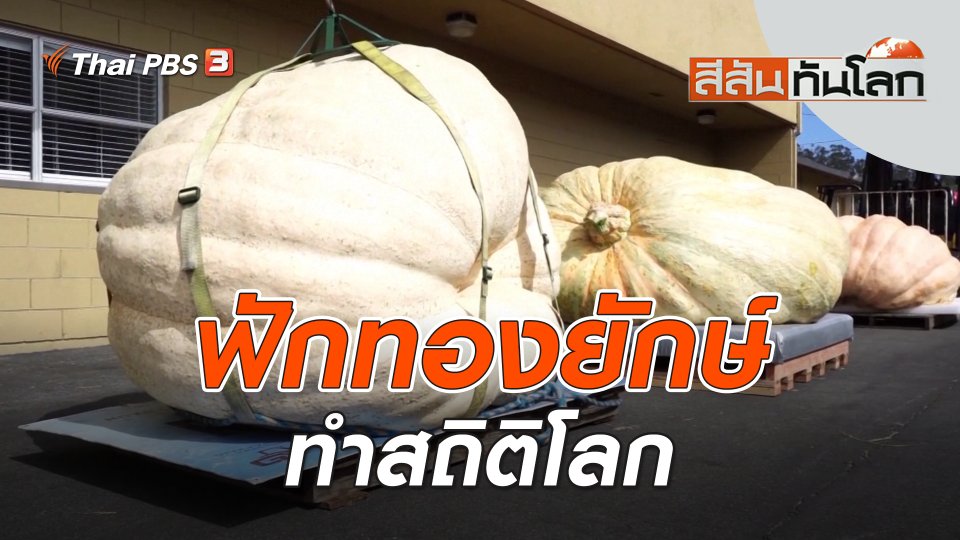 ฟักทองยักษ์ทำสถิติโลก | สีสันทันโลก | 14 ต.ค. 66