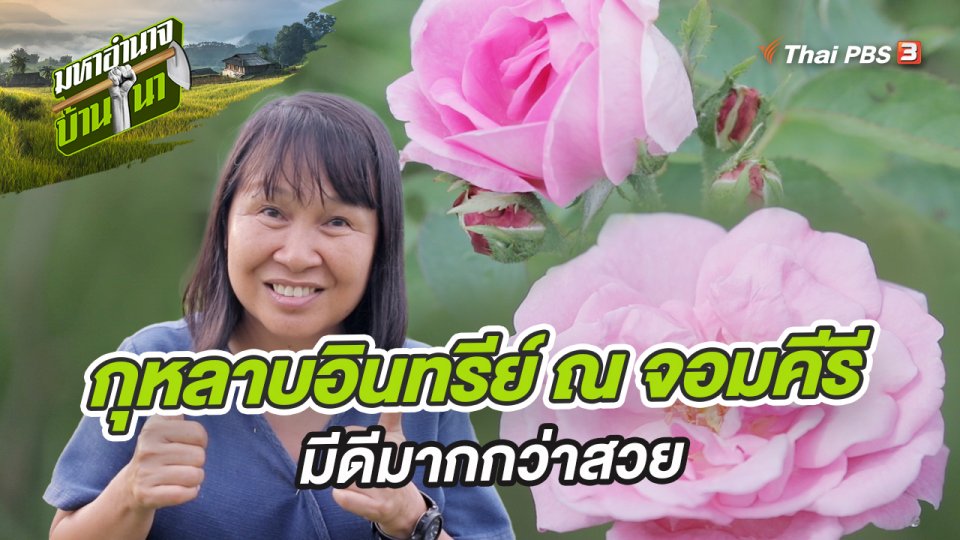 กุหลาบอินทรีย์ ณ จอมคีรี มีดีมากกว่าสวย