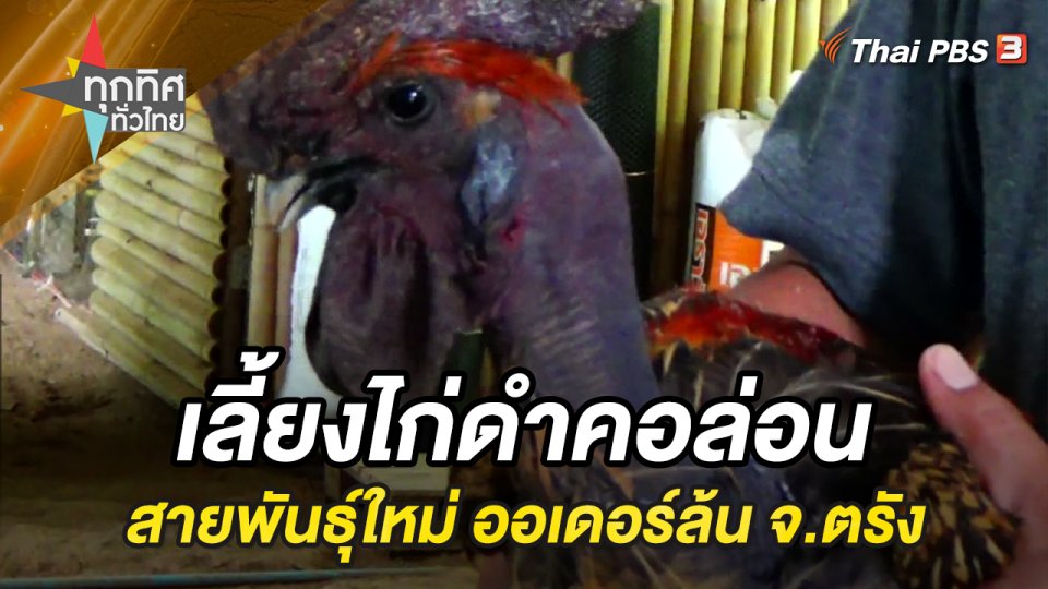 เลี้ยงไก่ดำคอล่อนสายพันธุ์ใหม่ ออเดอร์ล้น จ.ตรัง