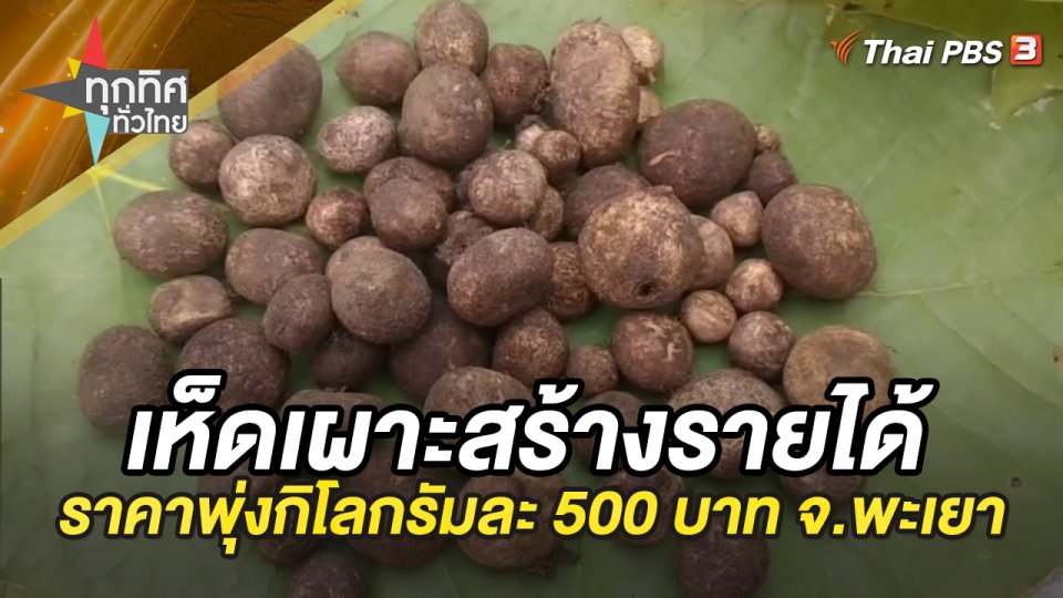 เห็ดเผาะสร้างรายได้ ราคาพุ่งกิโลกรัมละ 500 บาท จ.พะเยา