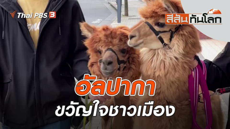 อัลปากาขวัญใจชาวเมือง | สีสันทันโลก | 25 มิ.ย. 66