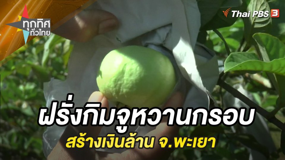 ฝรั่งกิมจูหวานกรอบสร้างเงินล้าน จ.พะเยา