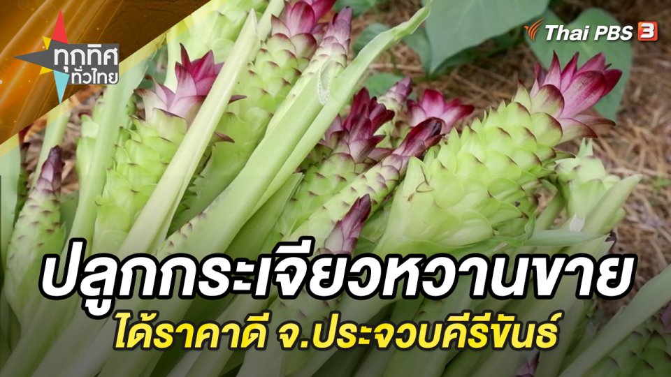 ปลูกกระเจียวหวานขายได้ราคาดี จ.ประจวบคีรีขันธ์