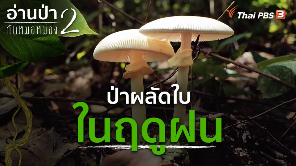 ป่าผลัดใบในฤดูฝน