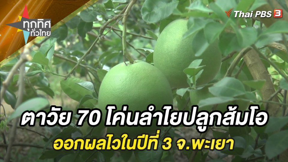 ตาวัย 70 โค่นลำไยปลูกส้มโอออกผลไวในปีที่ 3 จ.พะเยา