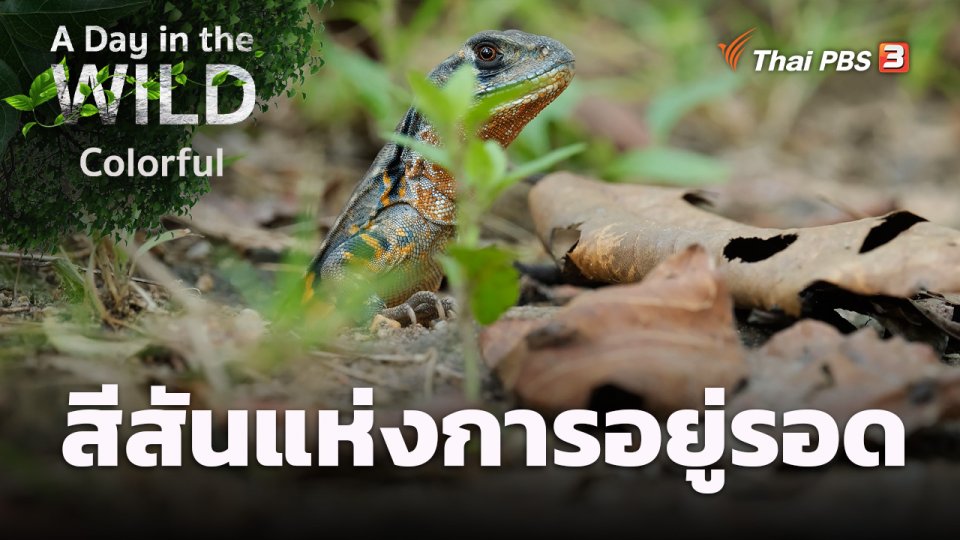 สีสันแห่งการอยู่รอด