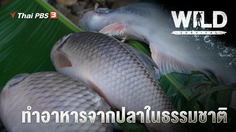 ทำอาหารจากปลาในธรรมชาติ