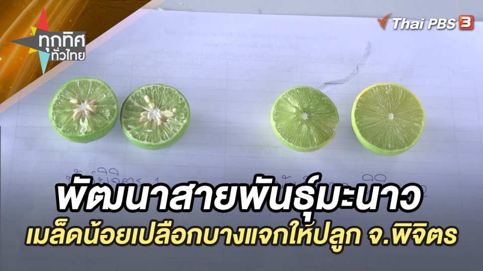 ศูนย์วิจัยพัฒนาสายพันธุ์มะนาว เมล็ดน้อยเปลือกบางแจกให้ปลูก จ.พิจิตร