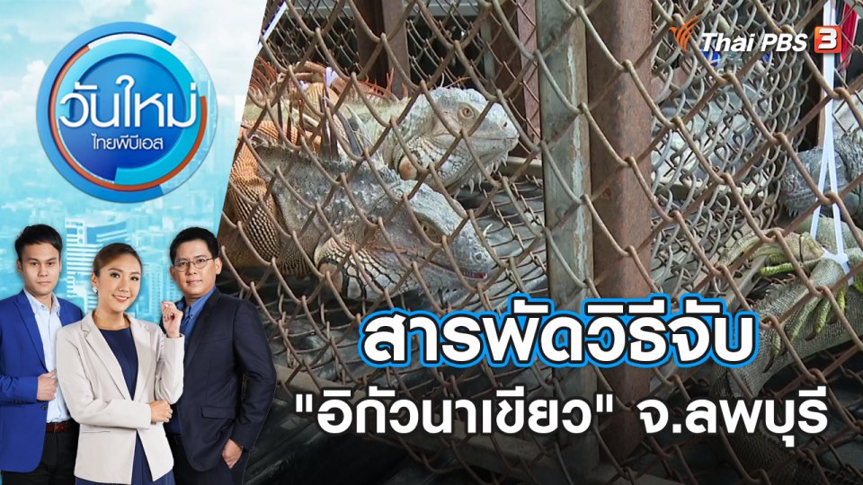 สารพัดวิธีจับ "อิกัวนาเขียว" จ.ลพบุรี | วันใหม่ ไทยพีบีเอส | 17 พ.ย. 66
