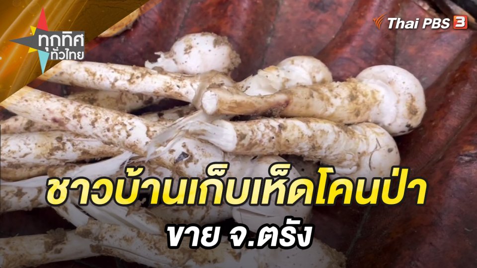 ชาวบ้านเก็บเห็ดโคนป่าขาย จ.ตรัง