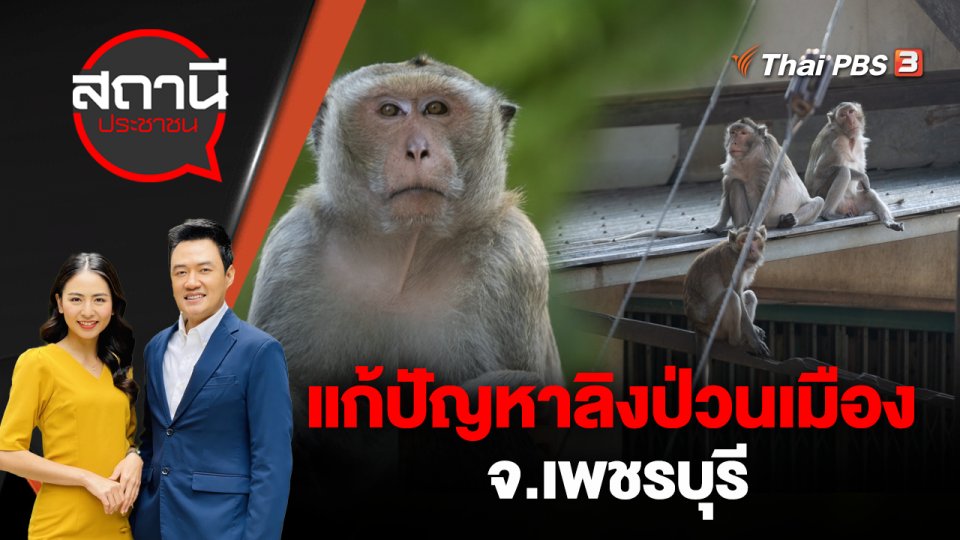 แก้ปัญหาลิงป่วนเมือง จ.เพชรบุรี