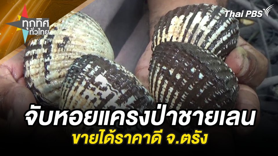 จับหอยแครงป่าชายเลนขายได้ราคาดี จ.ตรัง
