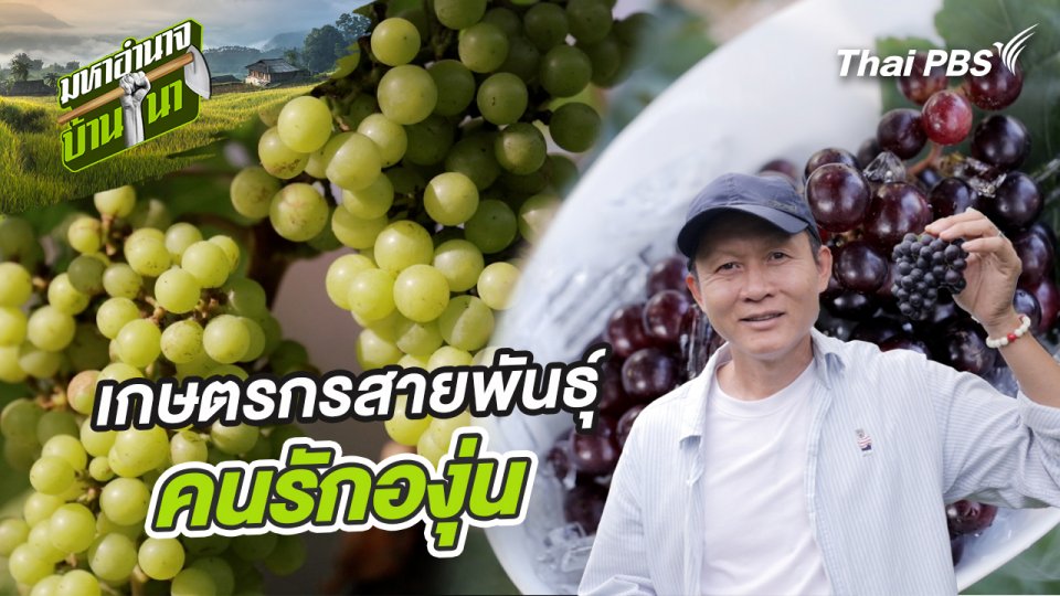 เกษตรกรสายพันธุ์คนรักองุ่น