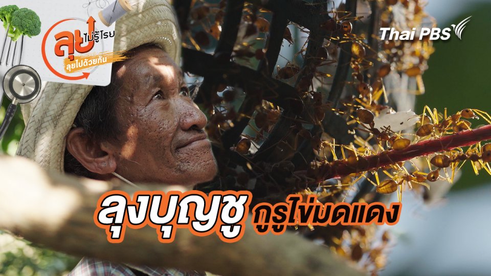 ลุงบุญชู กูรูไข่มดแดง