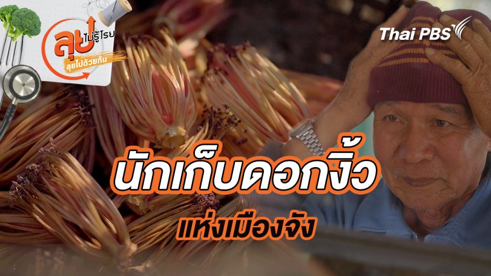 นักเก็บดอกงิ้วแห่งเมืองจัง