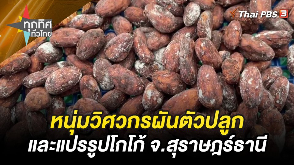 หนุ่มวิศวกรผันตัวปลูกและแปรรูปโกโก้ จ.สุราษฎร์ธานี