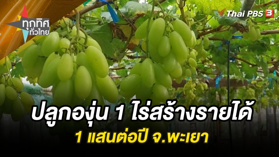 ปลูกองุ่น 1 ไร่สร้างรายได้ 1 แสนต่อปี จ.พะเยา
