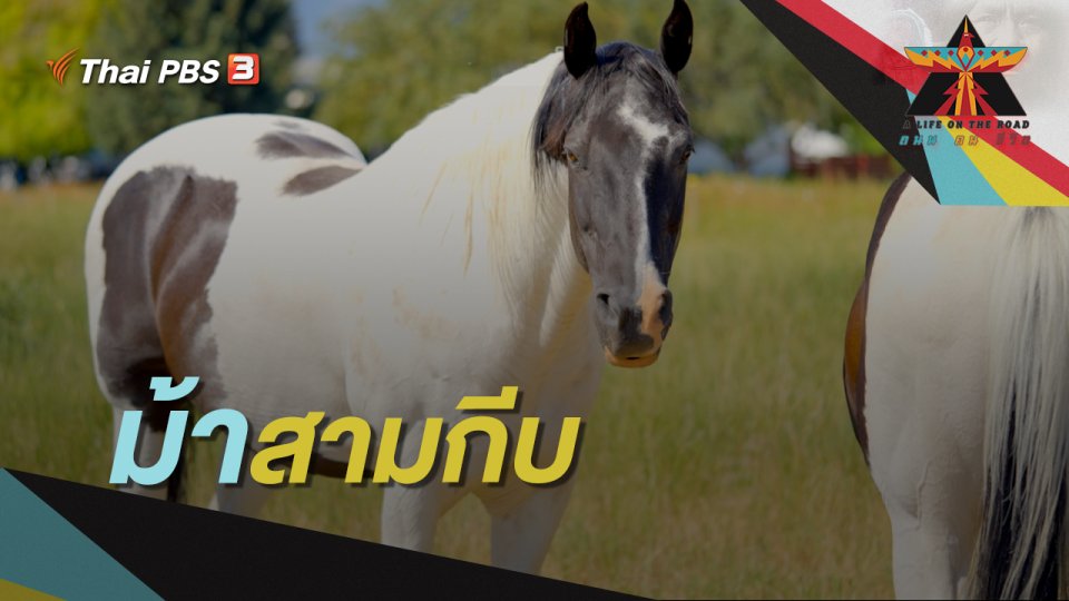 ม้าสามกีบ