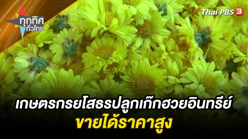 เกษตรกรยโสธรปลูกเก๊กฮวยอินทรีย์ขายได้ราคาสูง