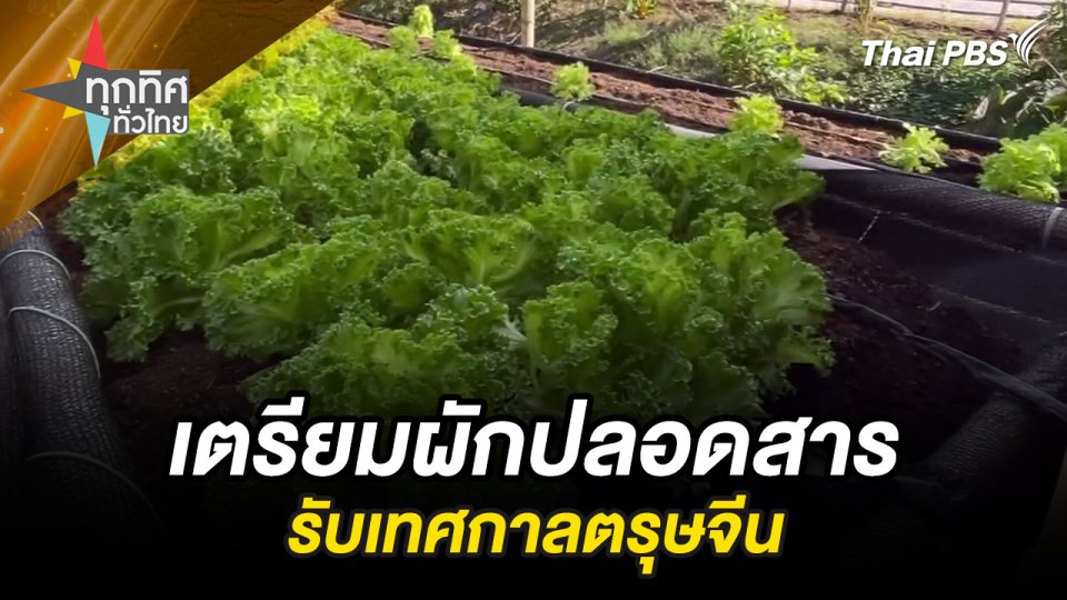 เตรียมผักปลอดสารรับเทศกาลตรุษจีน
