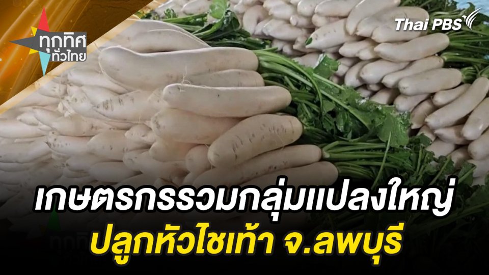 เกษตรกรรวมกลุ่มเเปลงใหญ่ปลูกหัวไชเท้า จ.ลพบุรี
