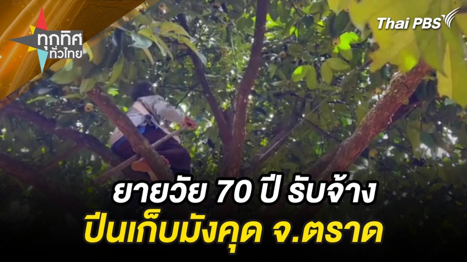 ยายวัย 70 ปี รับจ้างปีนเก็บมังคุด จ.ตราด