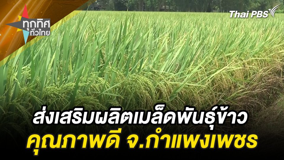 ส่งเสริมผลิตเมล็ดพันธุ์ข้าวคุณภาพดี จ.กำแพงเพชร