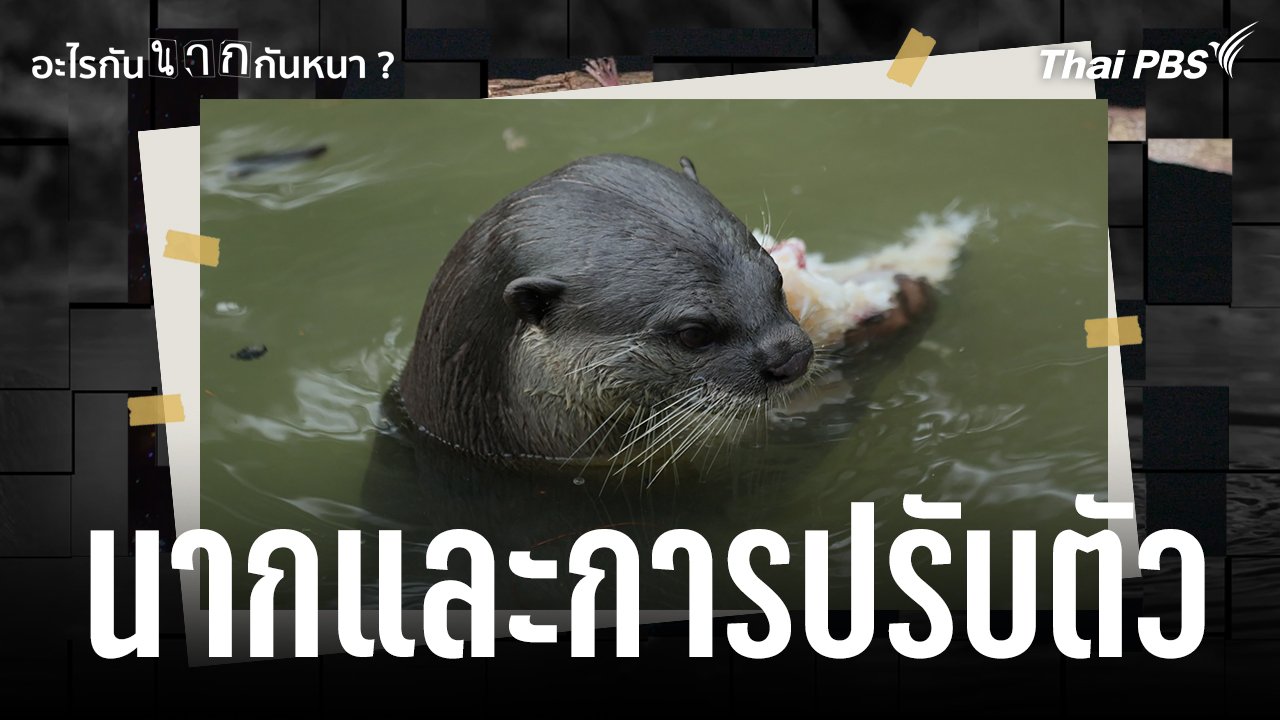 นากและการปรับตัว