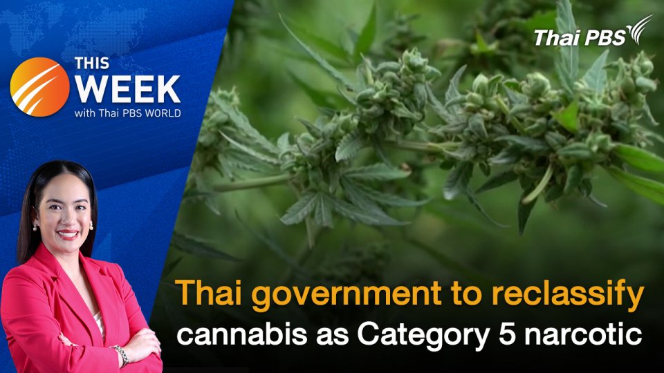 Thai government to reclassify cannabis as Category 5 narcotic | 10 May 2024