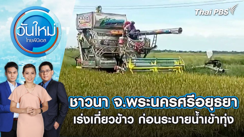 ชาวนา จ.พระนครศรีอยุธยา เร่งเกี่ยวข้าว ก่อนระบายน้ำเข้าทุ่ง | วันใหม่ ไทยพีบีเอส | 10 ก.ย. 67