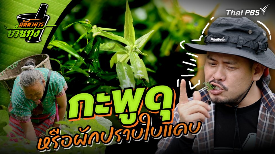 กะพูดุ