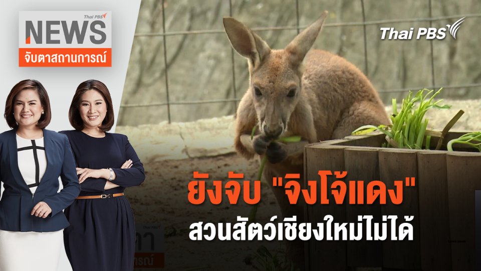 ยังจับ "จิงโจ้แดง" สวนสัตว์เชียงใหม่ไม่ได้ | จับตาสถานการณ์ |30 พ.ค. 67