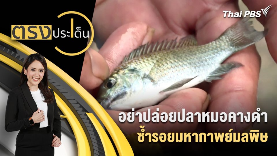 อย่าปล่อย ปลาหมอคางดำ ซ้ำรอยมหากาพย์มลพิษ