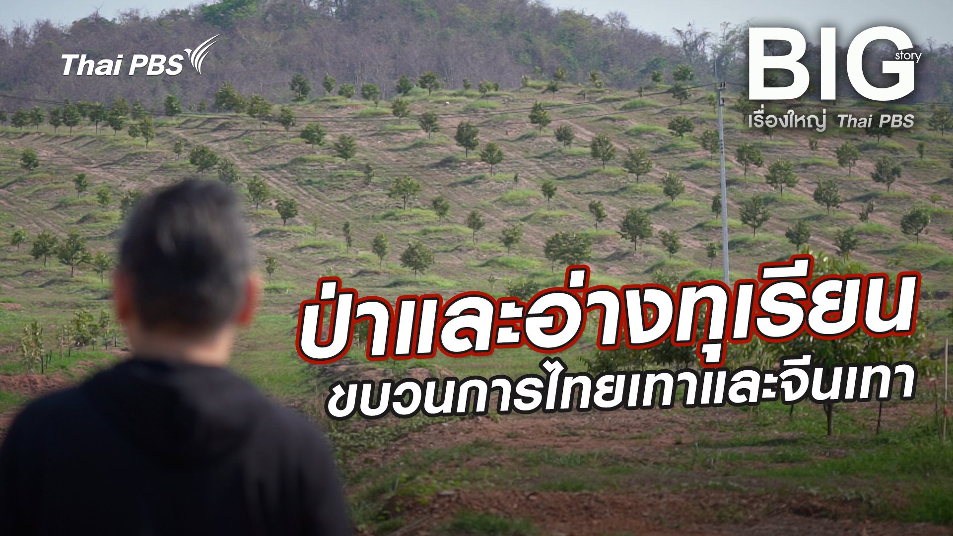 ป่าและอ่างทุเรียน ขบวนการไทยเทาและจีนเทา