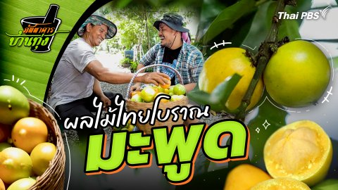 มะพูด