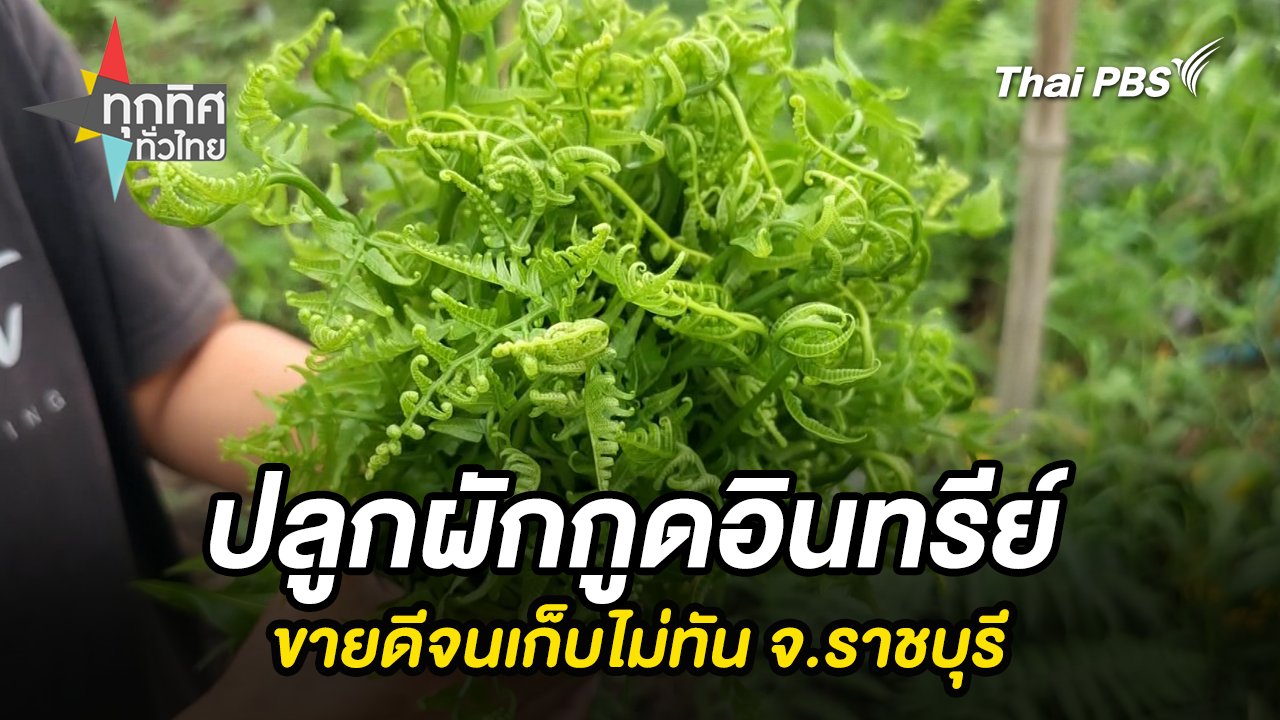 ปลูกผักกูดอินทรีย์ขายดีจนเก็บไม่ทัน จ.ราชบุรี