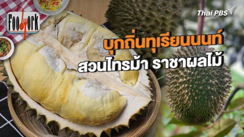 บุกถิ่นทุเรียนนนท์ สวนไทรม้า ราชาผลไม้