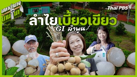 ลำไยเบี้ยวเขียว GI ลำพูน