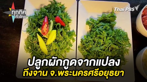 ปลูกผักกูดจากแปลงถึงจาน จ.พระนครศรีอยุธยา