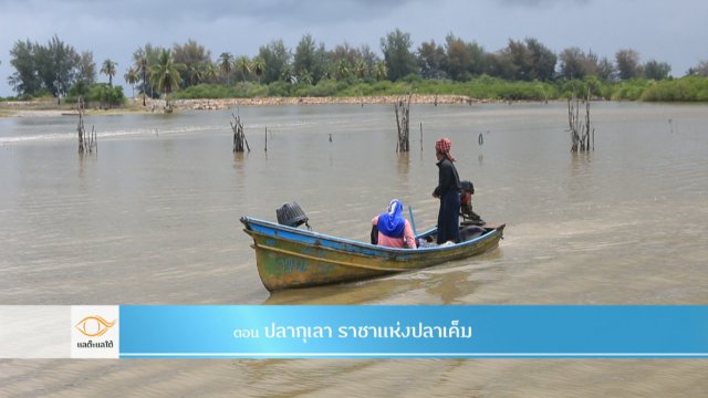 ปลากุเลา ราชาแห่งปลาเค็ม