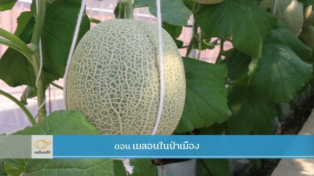 เมลอนในป่าเมือง