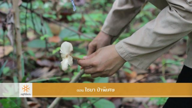 ไชยา ป่าพิเศษ