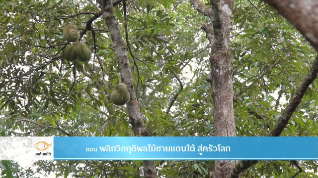 พลิกวิกฤติผลไม้ชายแดนใต้ สู่ครัวโลก