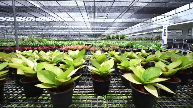 พรรณไม้ และพฤกษาประดับพระเมรุมาศ