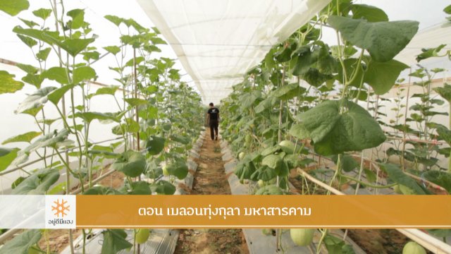 เมลอนทุ่งกุลา มหาสารคาม